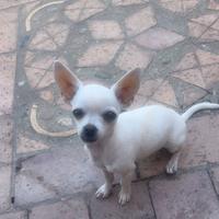 Cucciolo Chihuahua