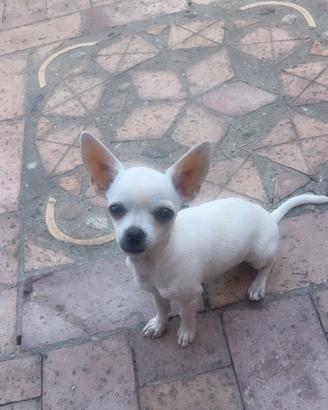 Cucciolo Chihuahua