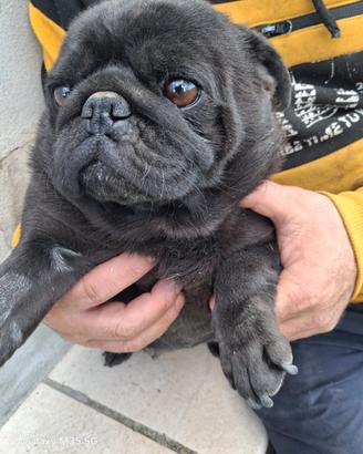 Cucciolona di carlino