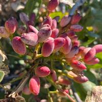 TERRENO PISTACCHIETO a BRONTE