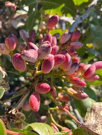 TERRENO PISTACCHIETO a BRONTE