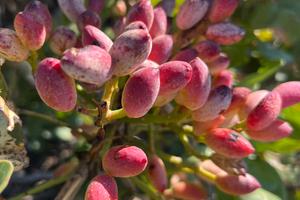 TERRENO PISTACCHIETO a BRONTE