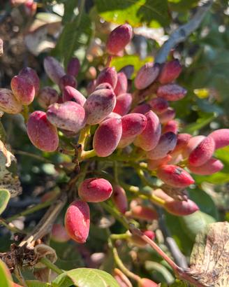 TERRENO PISTACCHIETO a BRONTE