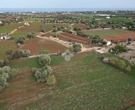 TER. AGRICOLO A POLIGNANO A MARE