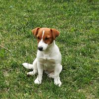 Jack Russell Terrier con Pedigree ROI