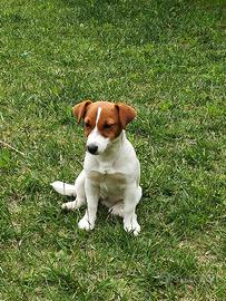 Jack Russell Terrier con Pedigree ROI