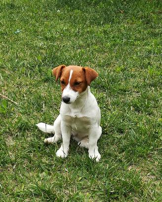 Jack Russell Terrier con Pedigree ROI