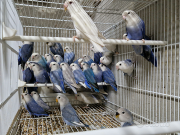 Inseparabili riproduttive