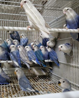 Inseparabili riproduttive