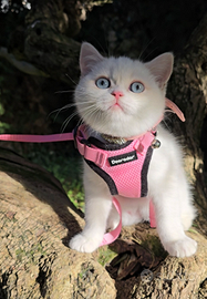 Cucciolo Scottish, British