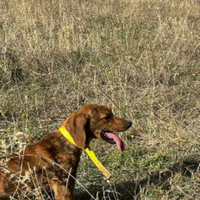 Dai una occhiata