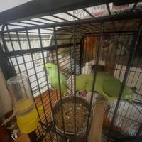 Coppia parrochetto dal collare verde