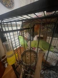 Coppia parrochetto dal collare verde