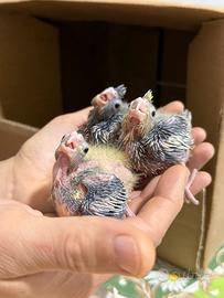 Pappagalli Calopsite allevati a mano