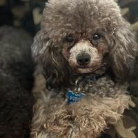 Barboncino toy silver disponibile per monta