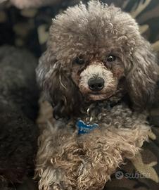 Barboncino toy silver disponibile per monta