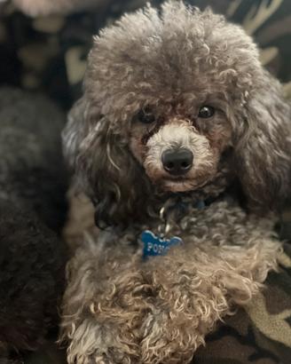 Barboncino toy silver disponibile per monta