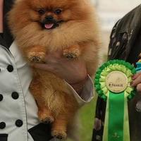 Spitz tedesco nano (volpino di pomerania)