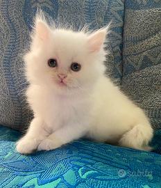 Gattina persiano normotipo