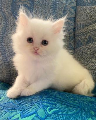 Gattina persiano normotipo
