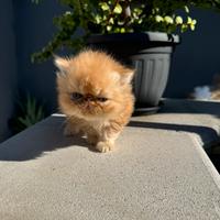 Persiano Ipertipo o Exotic Shorthair c