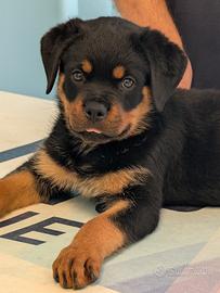 Cucciola Rottweiler