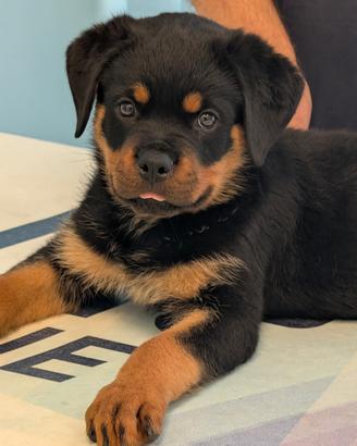 Cucciola Rottweiler