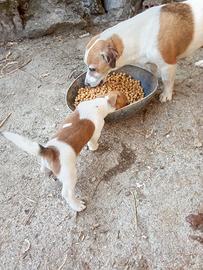 Cucciola jack Russell
