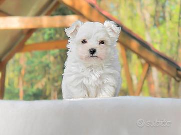 Maschietto di Maltese