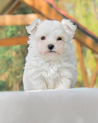 Maschietto di Maltese