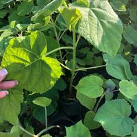 Paulownia