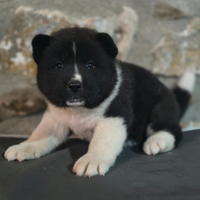 Cucciola Akita americano pedigree