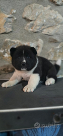Cucciola Akita americano pedigree