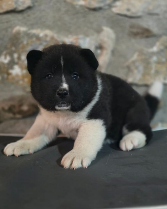 Cucciola Akita americano pedigree