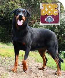 Cuccioli BEAUCERON figli di due Campioni