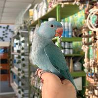 Parrocchetto dal collare allevato a mano