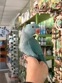 Parrocchetto dal collare allevato a mano