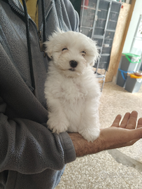 Maltese