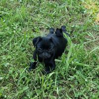 Carlini cuccioli con Pedigree