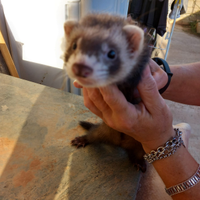 Cuccioli di Furetti