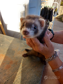 Cuccioli di Furetti