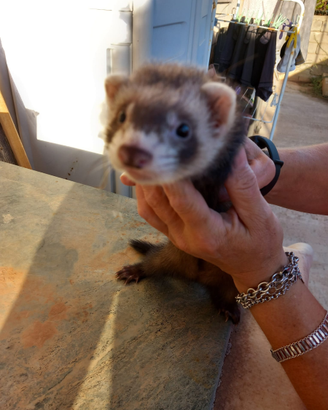 Cuccioli di Furetti