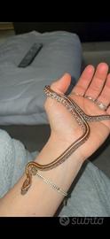 Serpente del grano