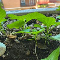 Habanero giallo varieta fatali