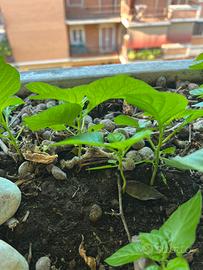 Habanero giallo varieta fatali