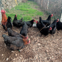 Galline Marans