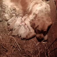 Golden retriever cuccioli pedigree ENCI