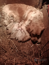Golden retriever cuccioli pedigree ENCI