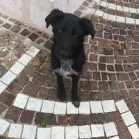 Il mio nome e Rex