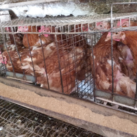 Galline